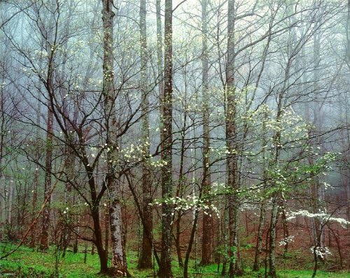 Дрян, гората и мъглата, Тенеси